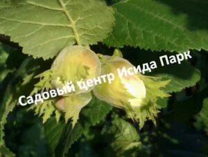 Фундук Романтик (The romantic)