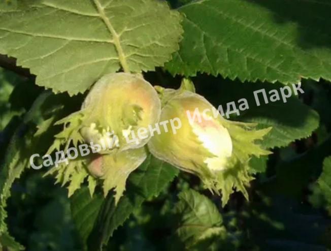 Фундук Романтик (The romantic) Фундук Романтик (The romantic)