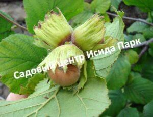 Фундук Руслан (Ruslan)