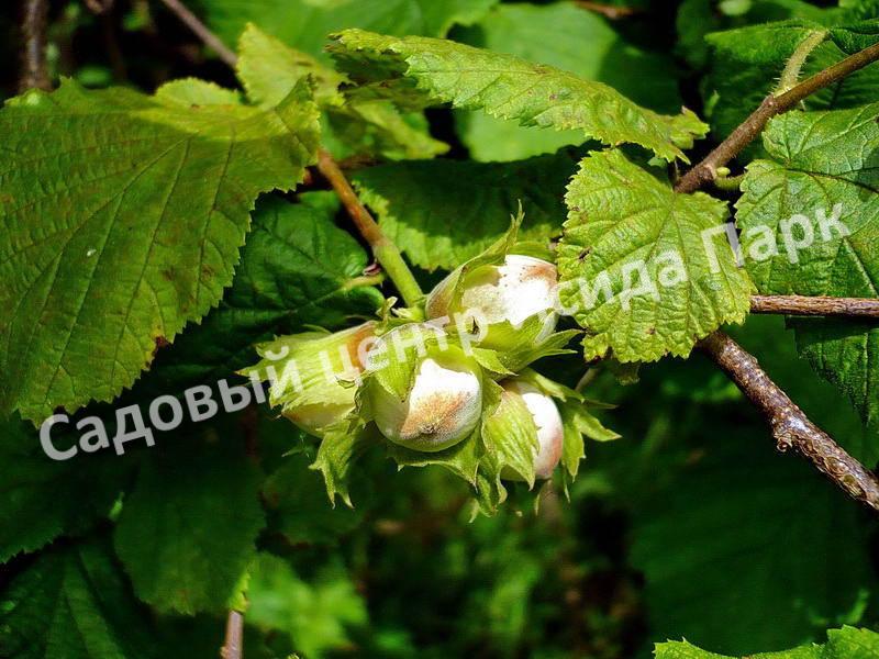 Фундук Виктория (Victoria) Фундук Виктория (Victoria)