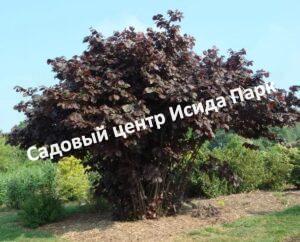 Фундук Виктория (Victoria)