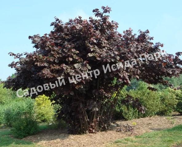 Фундук Виктория (Victoria) Фундук Виктория (Victoria)