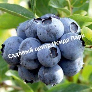 Голубика Легаси