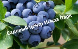 Голубика Шантаклер