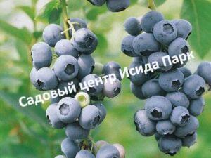 Голубика Сиерра