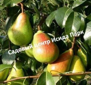 Груша Богатая