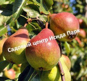 Груша Чусовая