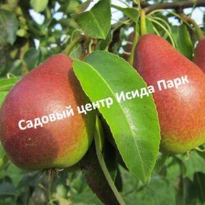 Груша Эсмеральда