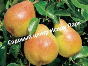 Груша Флейта колоновидная
