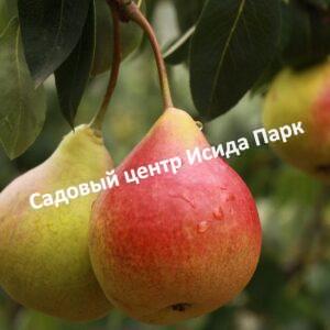 Груша Каратаевская