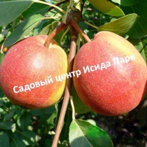 Груша Красуля