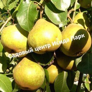 Груша Платоновская