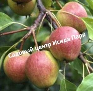 Груша Повислая