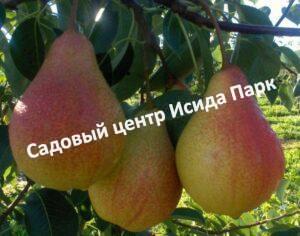 Груша Прибалтийская маслянистая