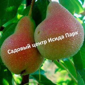 Груша Русская красавица