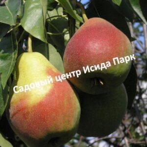 Груша Самарская красавица