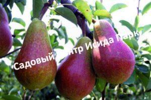 Груша Сапфира колоновидная