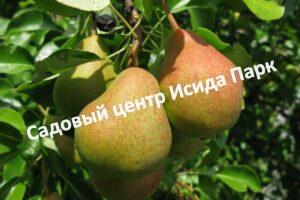 Груша Сварог