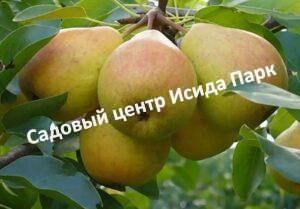 Груша Тёма