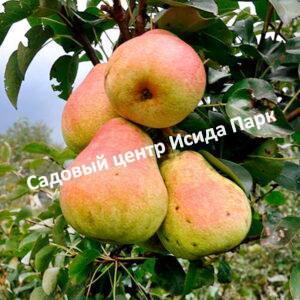 Груша Тютчевская