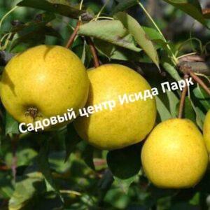 Груша Уралочка