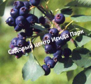 Ирга Ли №3