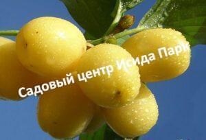 Кизил Буковинский