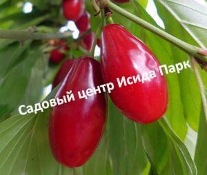 Кизил Костя