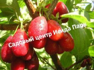 Кизил Михайловский