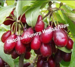 Кизил Первенец
