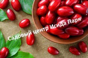 Кизил Вышгородский
