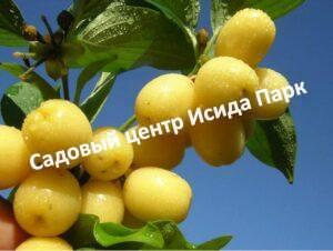 Кизил Желтый Галицкий