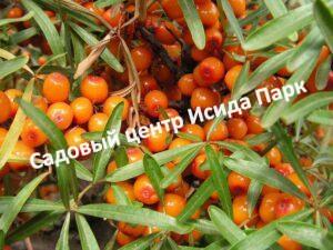 Облепиха Дюймовочка