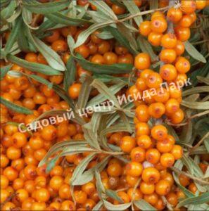 Облепиха Галерит