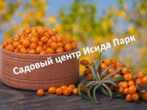 Облепиха Гомельская