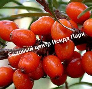 Облепиха Красный факел