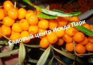 Облепиха Лидия