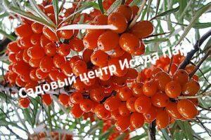 Облепиха Огни Енисея