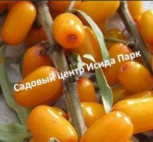 Облепиха Ростовская Юбилейная