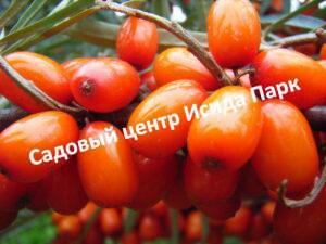 Облепиха Сибирский румянец