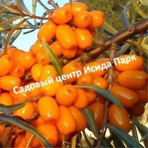 Облепиха Тасхановская