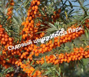 Облепиха Зарница