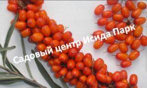 Облепиха Звездный путь