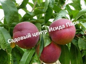 Персик Бургунди