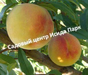 Персик Донецкий желтый