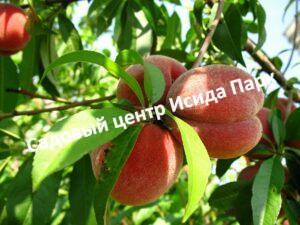Персик Елгавский