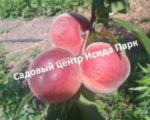 Персик Эрли Крест