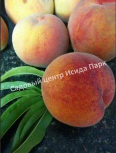 Персик Мичуринский