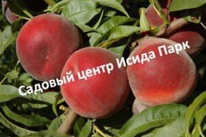 Персик Роял Ли