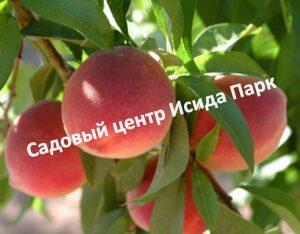 Персик Роял Ви